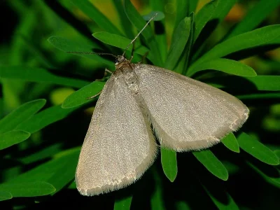 Minoa murinata