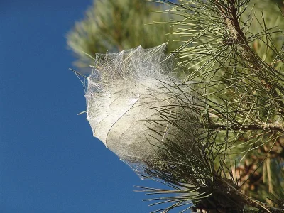 Thaumetopoea pityocampa