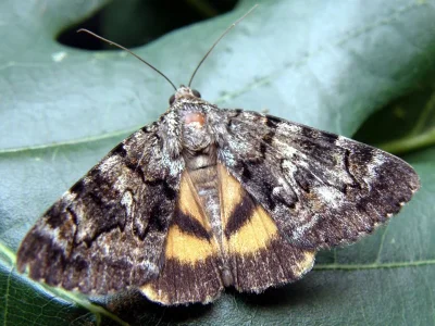 Catocala diversa