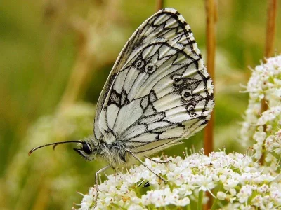 Melanargia (Melanargia) galathea