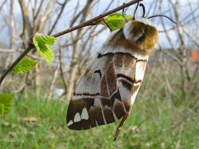 Endromis versicolora