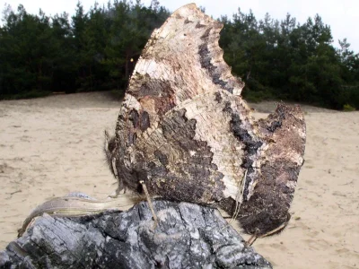 Nymphalis (Nymphalis) xanthomelas