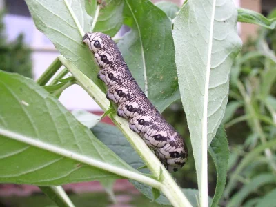 Proserpinus proserpina