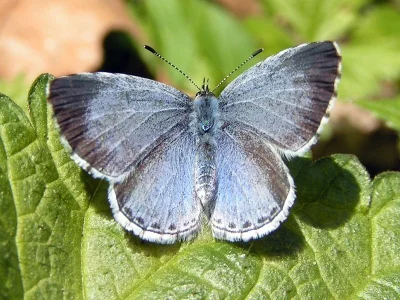 Celastrina (Celastrina) argiolus