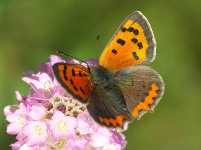 Lycaena (Lycaena) phlaeas