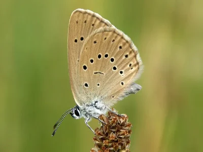 Phengaris teleius
