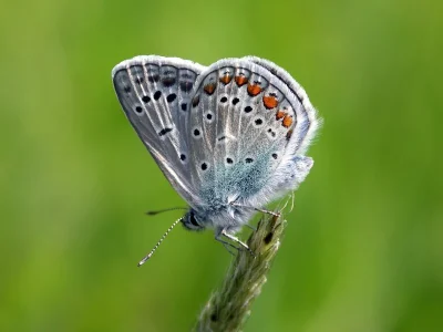 Polyommatus (Polyommatus) icarus