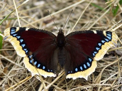 Nymphalis (Nymphalis) antiopa