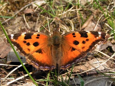 Nymphalis (Nymphalis) xanthomelas