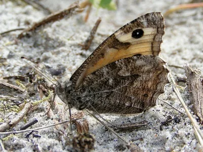Hipparchia (Parahipparchia) semele