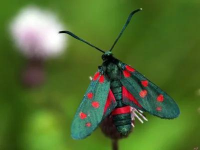 Zygaena (Zygaena) ephialtes