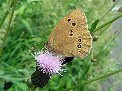 Aphantopus hyperantus