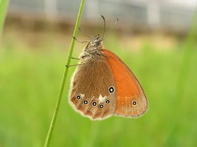Coenonympha glycerion