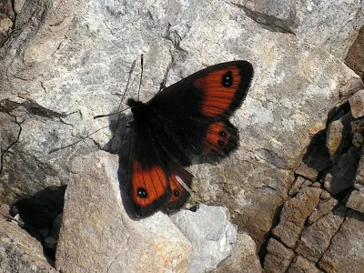 Erebia gorge