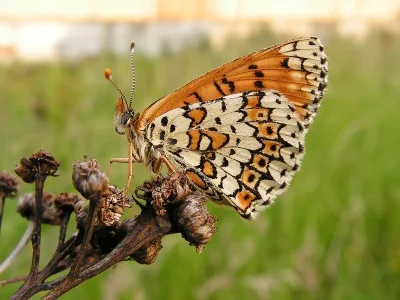 Melitaea cinxia