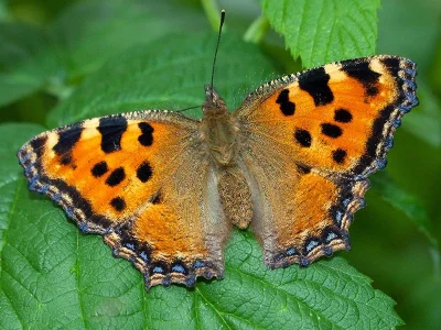 Nymphalis (Nymphalis) polychloros