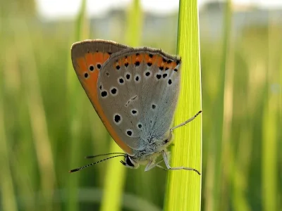 Lycaena (Thersamolycaena) dispar