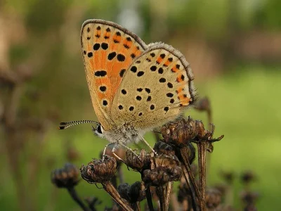 Lycaena (Heodes) tityrus