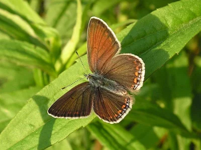 Polyommatus (Polyommatus) icarus