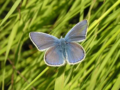 Polyommatus (Polyommatus) icarus