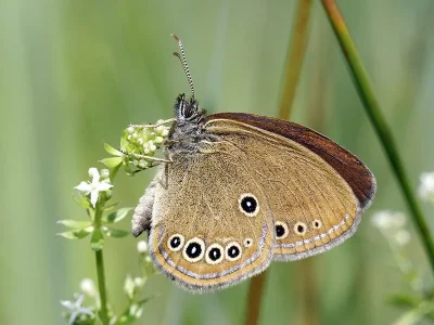 Coenonympha oedippus