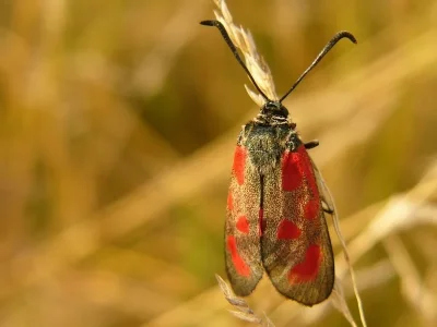 Zygaena (Agrumenia) loti