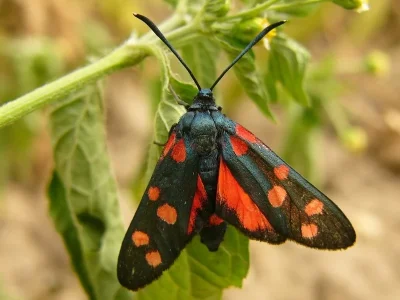 Zygaena (Zygaena) ephialtes