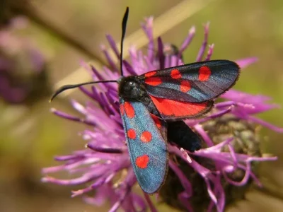 Zygaena (Zygaena) angelicae