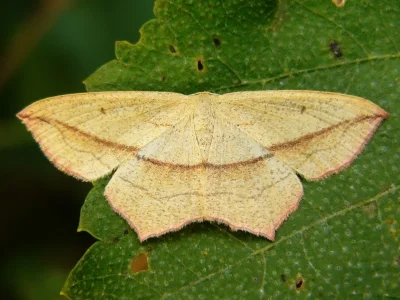 Timandra comae
