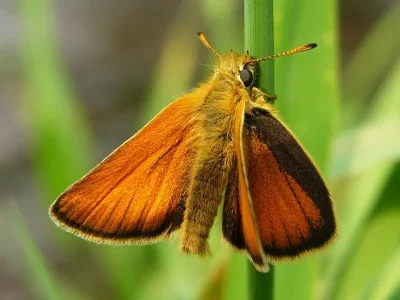 Thymelicus lineola
