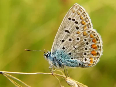 Polyommatus (Polyommatus) icarus