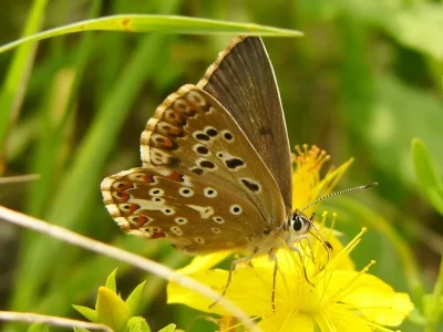 Polyommatus (Lysandra) coridon