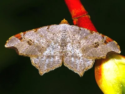 Macaria alternata