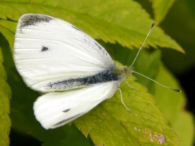 Pieris (Artogeia) rapae