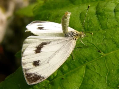 Pieris (Artogeia) napi