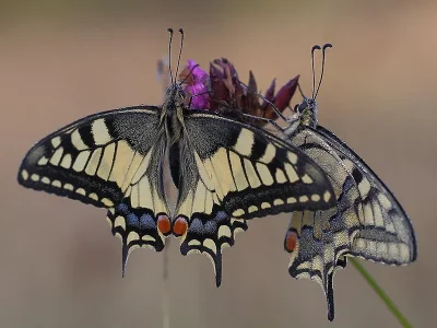 Papilio (Papilio) machaon