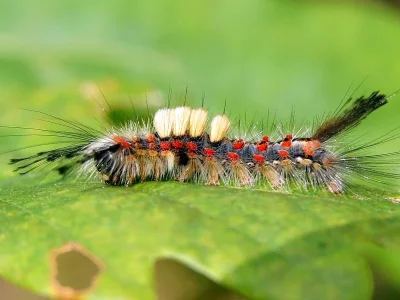 Orgyia (Orgyia) antiqua