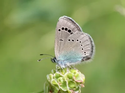 Glaucopsyche alexis