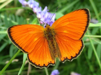 Lycaena (Heodes) virgaureae