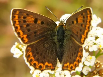 Lycaena (Heodes) tityrus