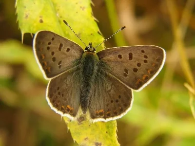Lycaena (Heodes) tityrus