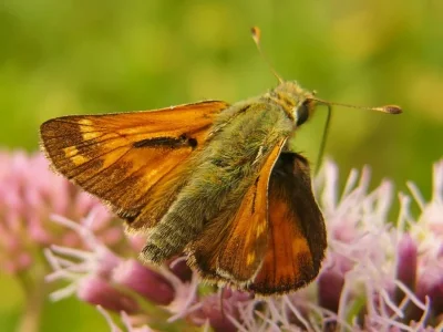 Hesperia comma