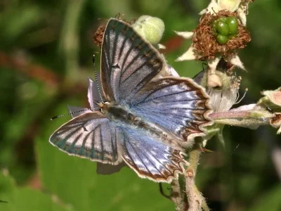 Polyommatus (Meleageria) daphnis