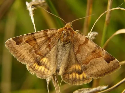 Euclidia (Euclidia) glyphica