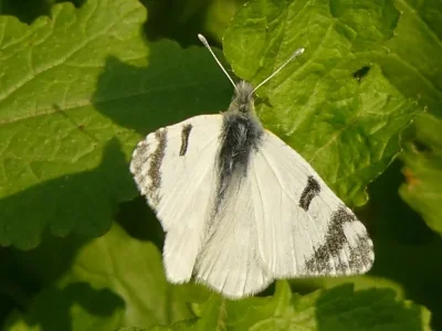 Euchloe (Euchloe) belemia