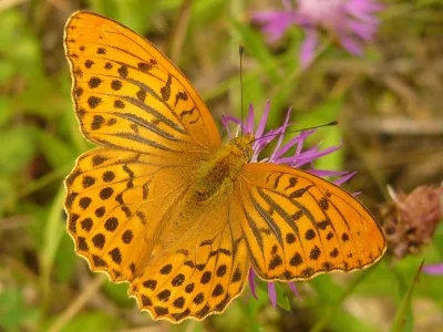 Argynnis (Argynnis) paphia