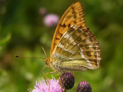 Argynnis (Argynnis) paphia