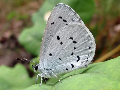Celastrina (Celastrina) argiolus