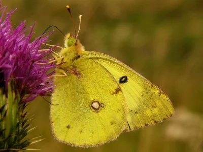 Colias hyale