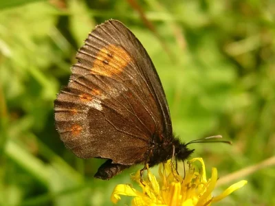 Erebia euryale